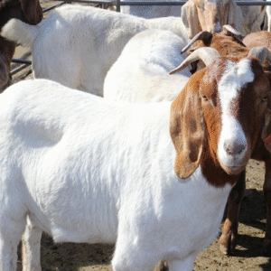 Home safe_market_online-live-goat